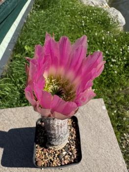 Preview: Echinocereus pectinatus violett/grün